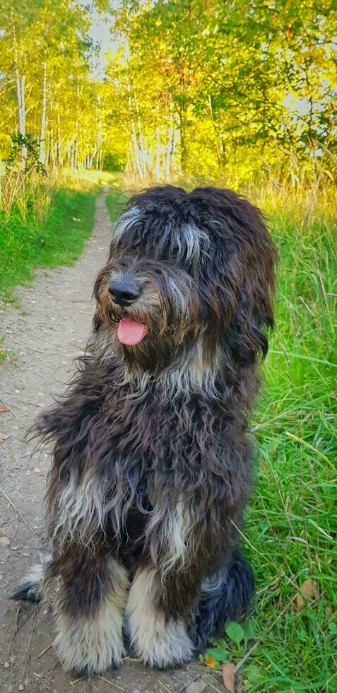 Goldendoodle dog sitting on the path. Black doodle with phantom drawing. Lovely photo