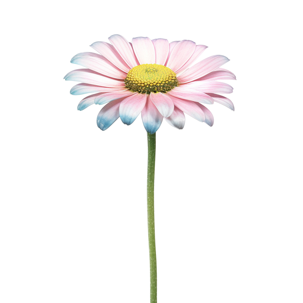 AI Generative watercolor daisy flower pastel isolation on transparent background png