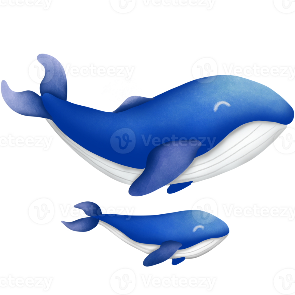 The blue whale 27990641 PNG
