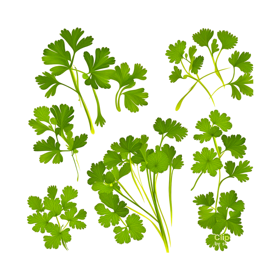 Coriander Herb Chili  Generative Ai png