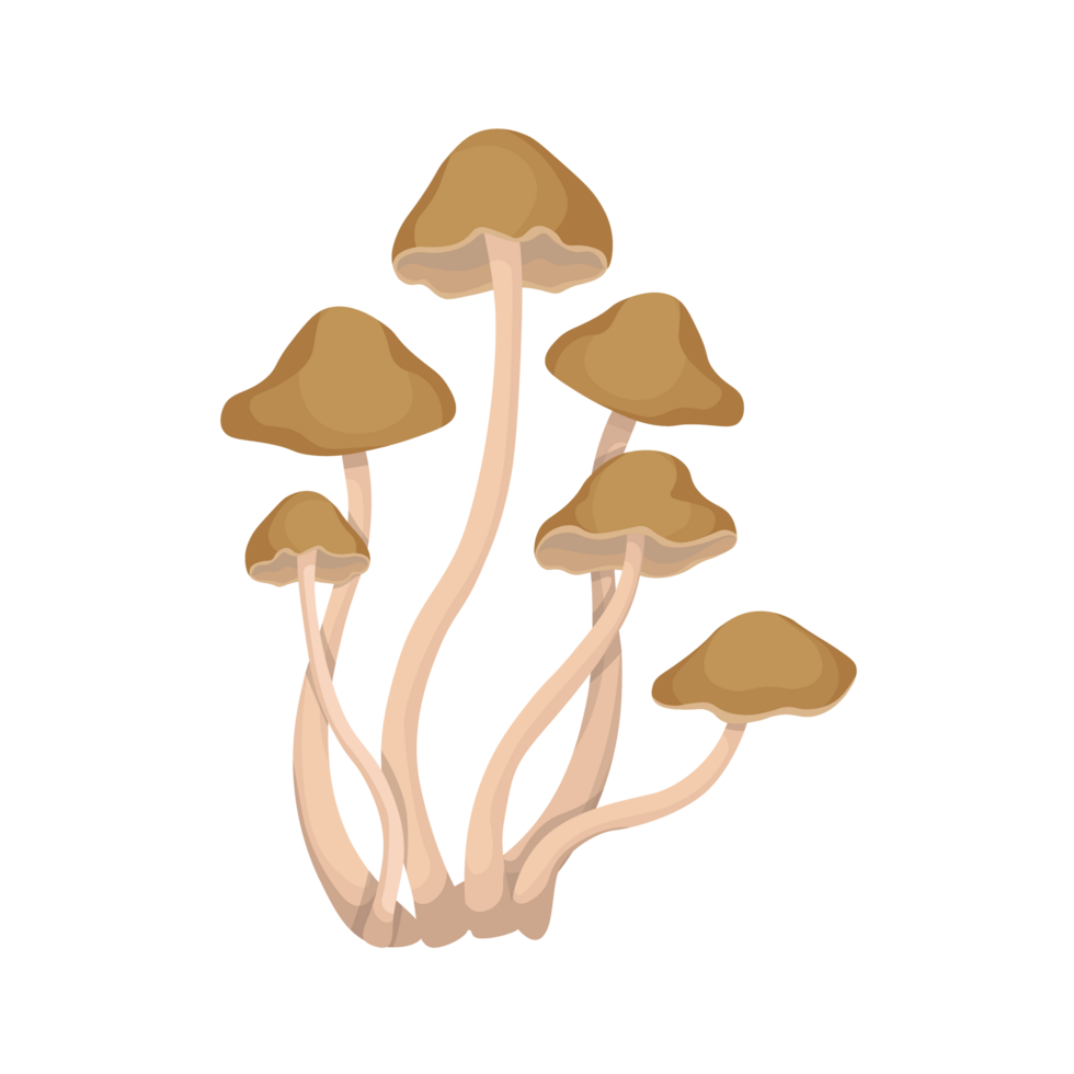 Edible mushroom False honey fungus Drawing Enokitake, Generative Ai png