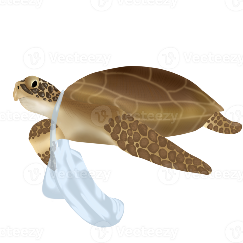 Sea turtle isolated png