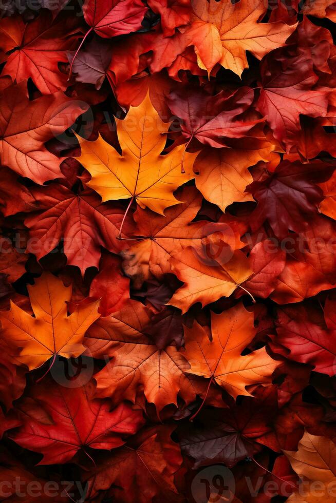 Autumn backdrop featuring red and orange leaves photo