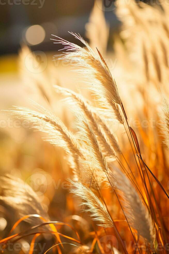 Close-up of tall grasses basking in the sun photo