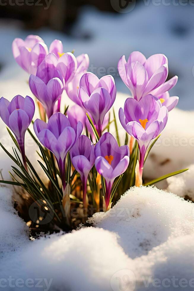 Crocuses vibrant purple flowers emerging from the snow blooming in early spring with room for text photo