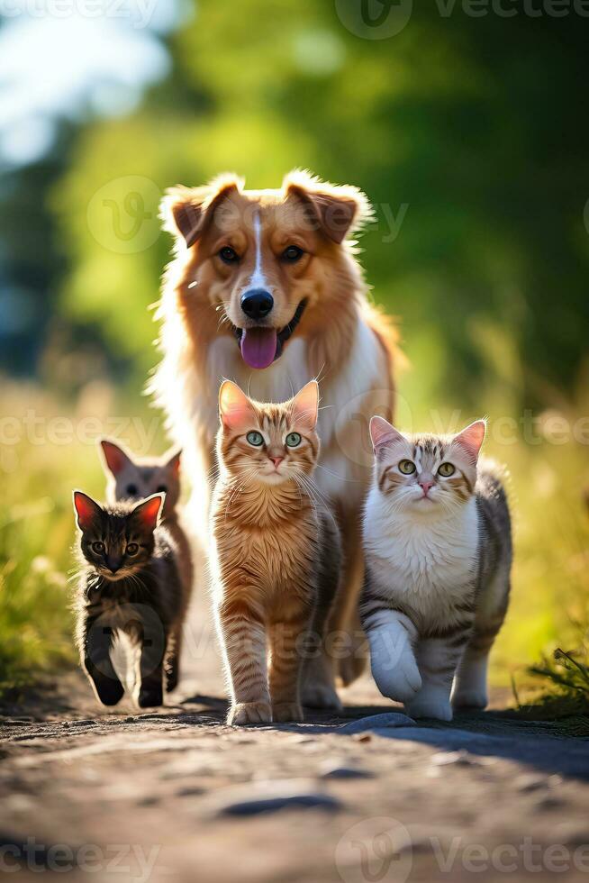 Group of pets including two cats and a few dogs strolling on the sunny meadow grass photo