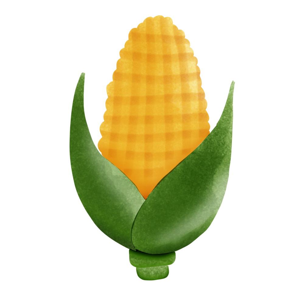 Corn used to make popcorn png