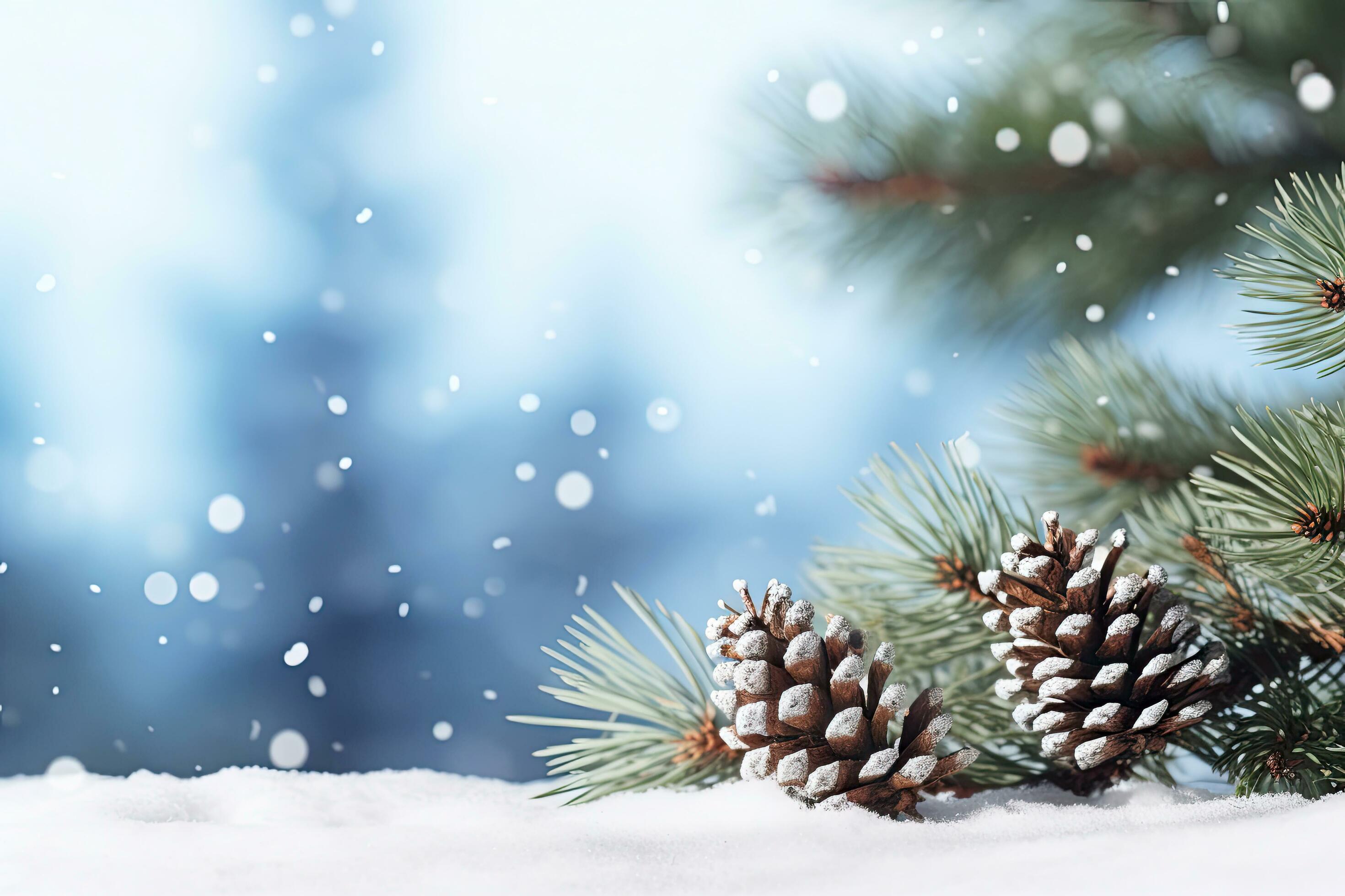 Winter season with snow caps covered branches of pine tree in Christmas
