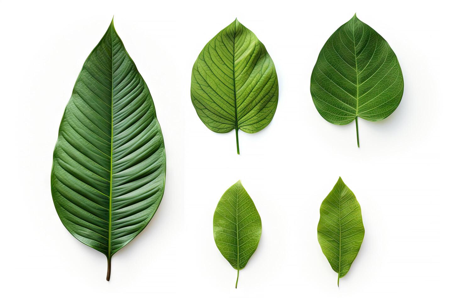 Natural of Tropical green leaves of leaf isolated on white background, varies different of plant botanical, with . photo