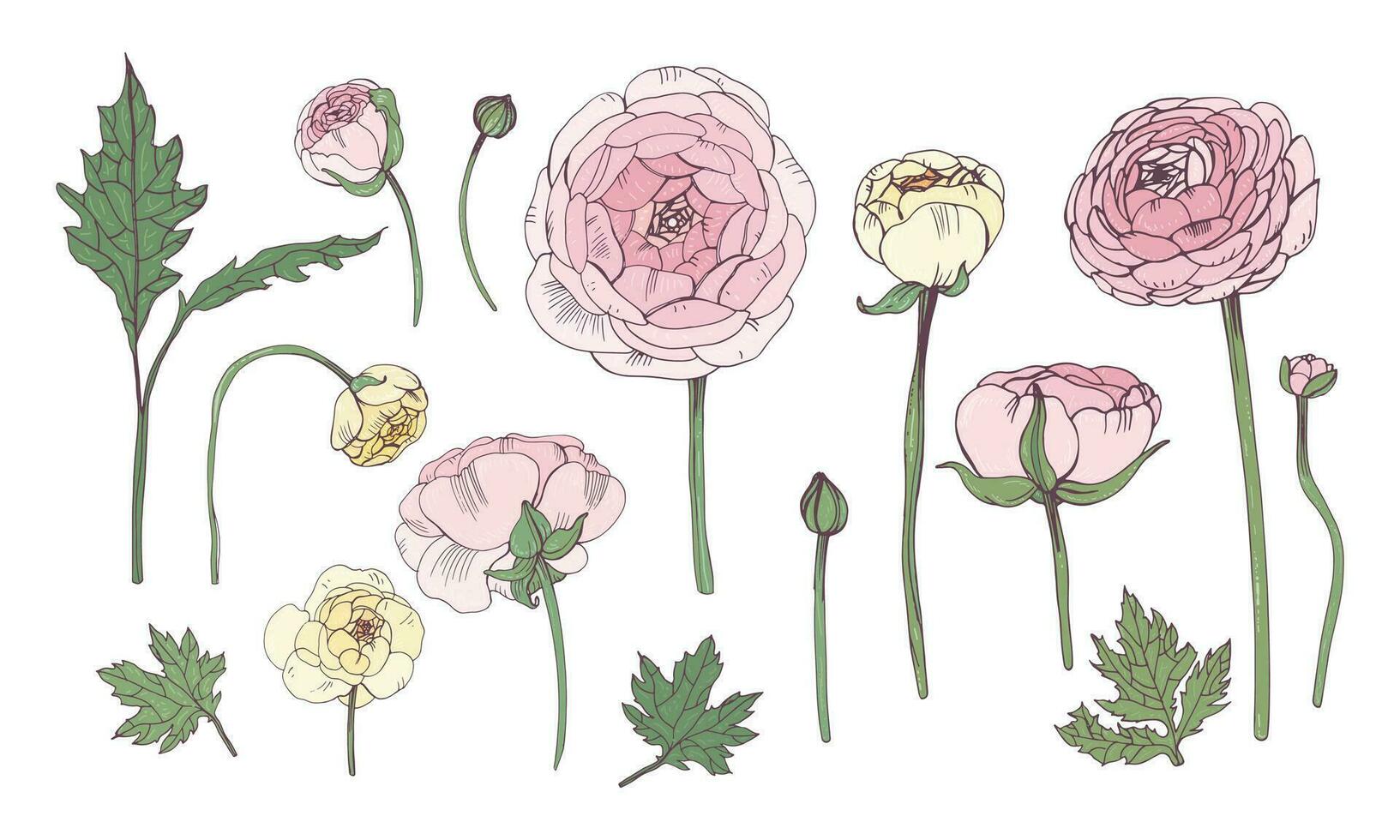 mano dibujado vistoso floral elementos colocar. colección con rosado ranúnculo flores vector