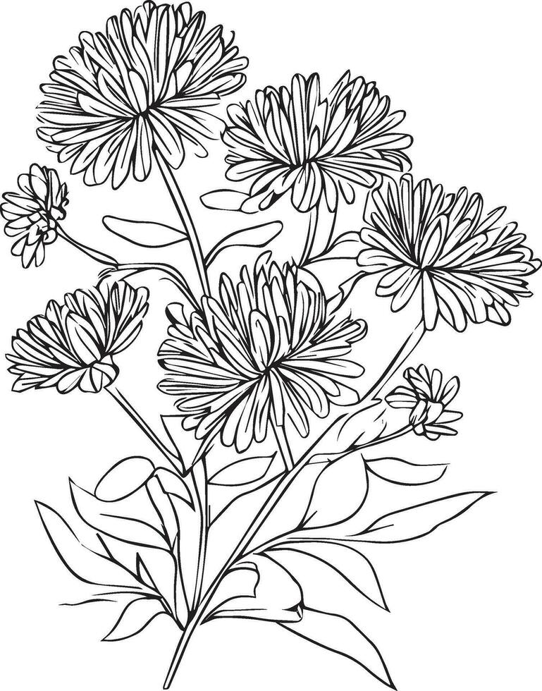 september birth flower, aster flower colorng page vector