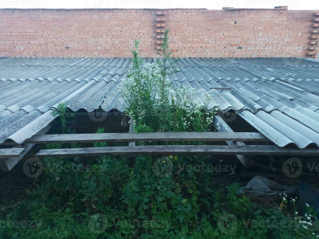 Grass is coming out of the roof in village garden. Countryside basements abandoned roof. photo