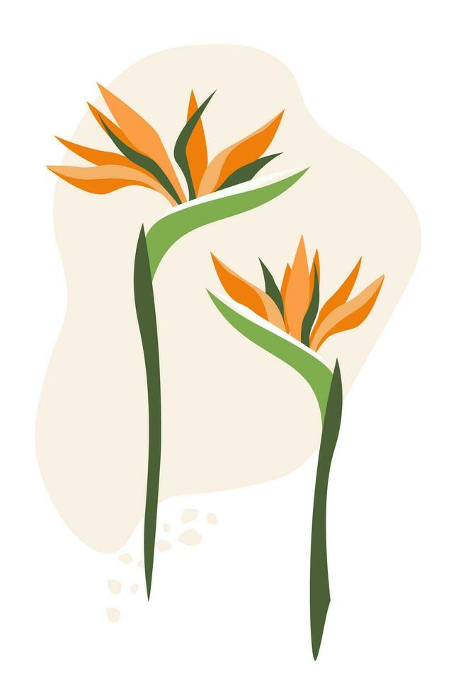 Exotic abstract strelitzia flowers. Vector graphics.