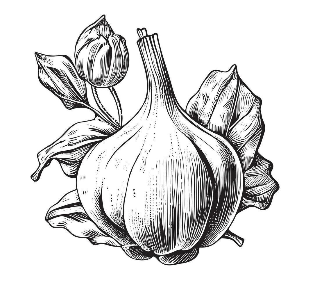 Garlic sketch hand drawn in doodle style Vector illustration