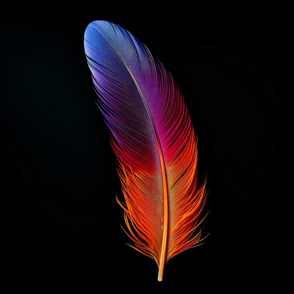 Vibrant contrast of an feather on black background photo