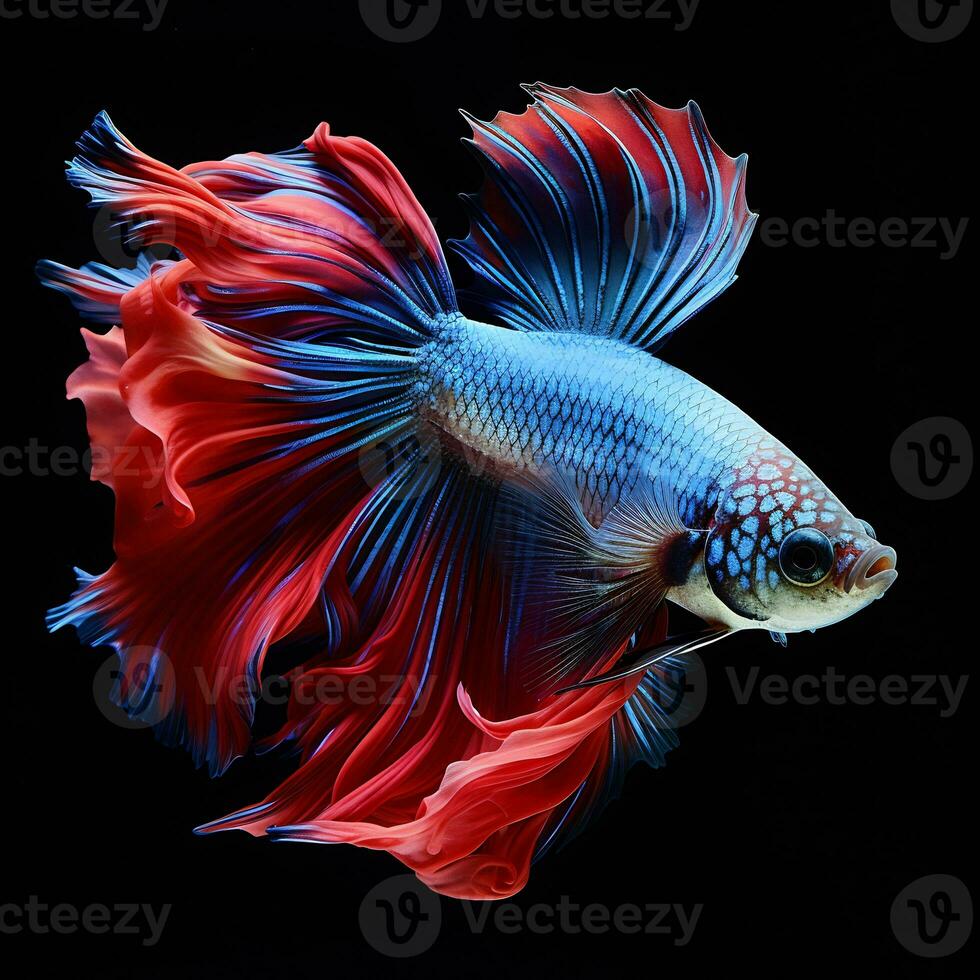 Shot of beautiful betta fish in black background photo