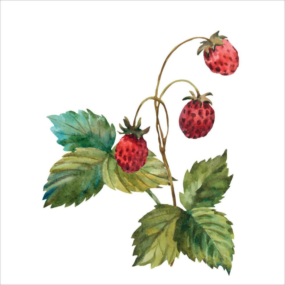 conjunto de salvaje fresas acuarela. dibujado a mano acuarela ilustración. Fresco rojo bayas. verde hojas, desayuno tardío vector