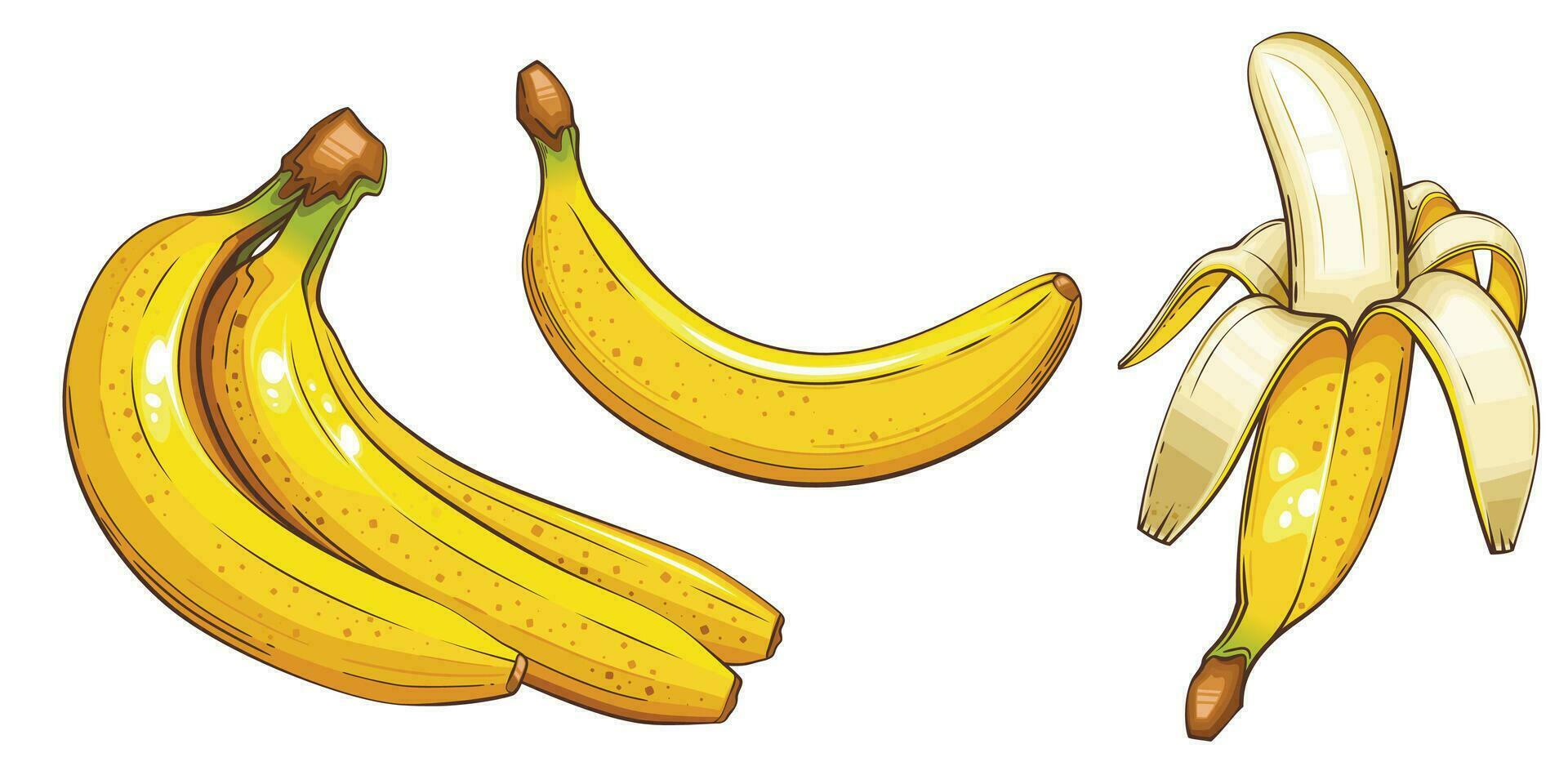 Banana isolated vector illustration. Fruits colorful illustrations isolated on white background.  Fruit collection.