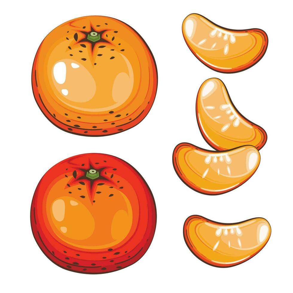 Mandarin isolated vector illustration. Fruits colorful illustrations isolated on white background.  Fruit collection.