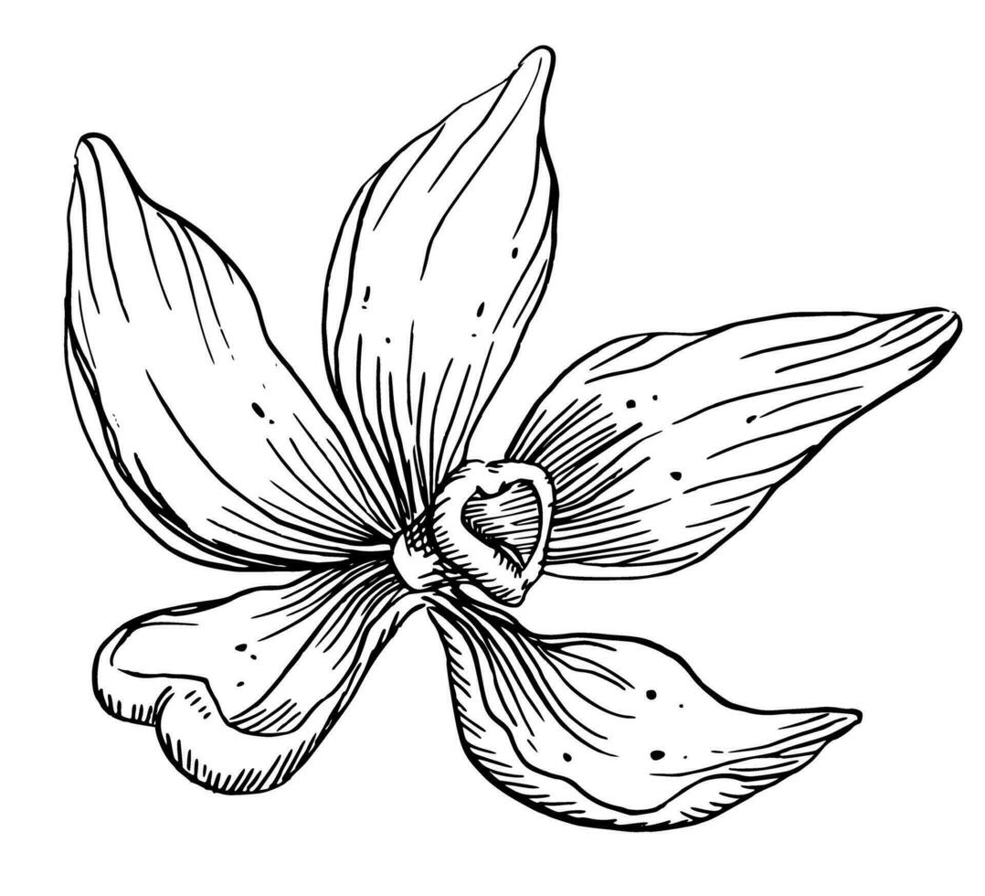 Vanilla Flower. Vector hand drawn illustration of herbal food spice on white isolated background. Outline drawing of blooming orchid for essential oil or natural cosmetic. Black line art engraving.