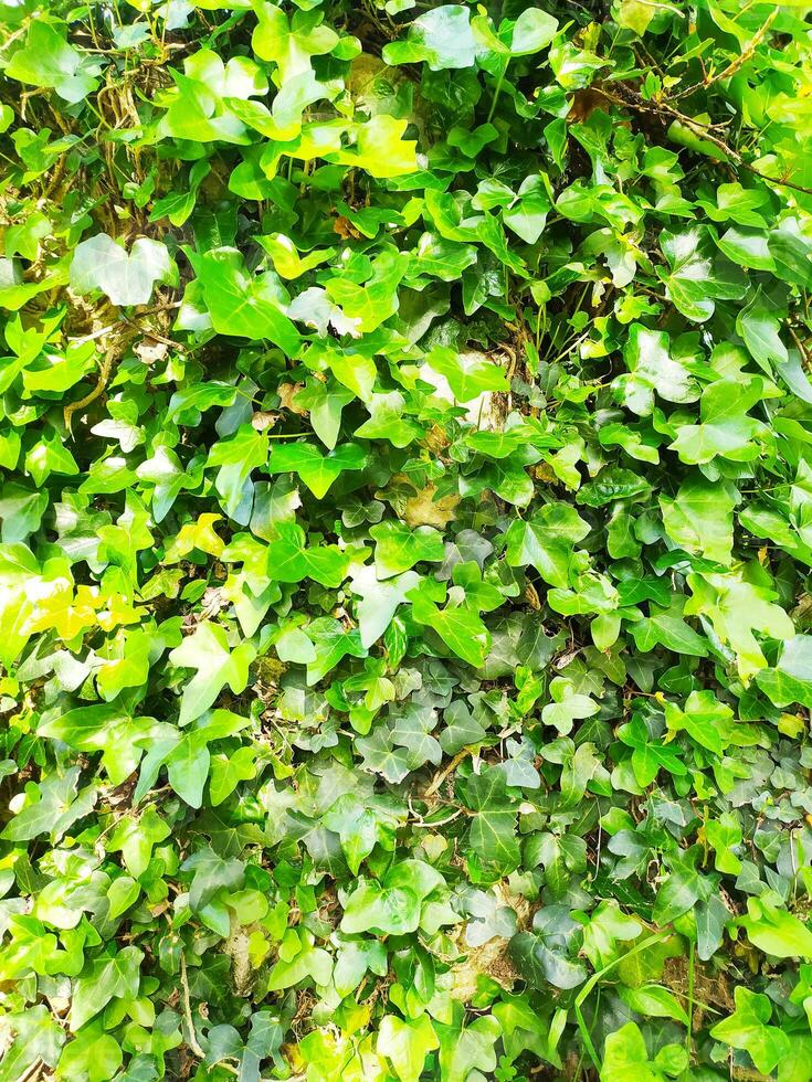 Wall of climbing plants. Foliage texture, greenery, spring time. photo