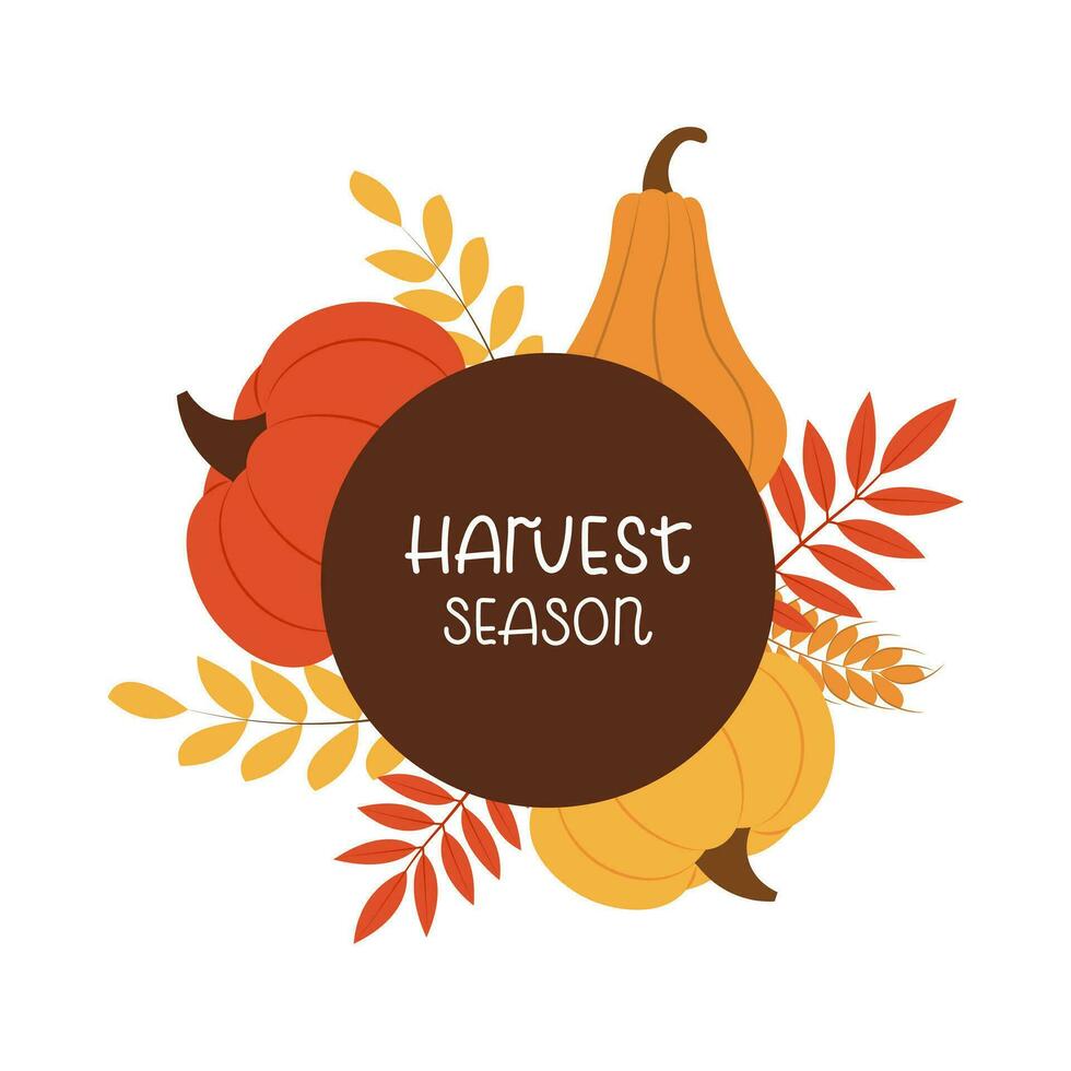 Autumn background with pumpkins and leaves and handwritten text Harvest season. Vector illustration