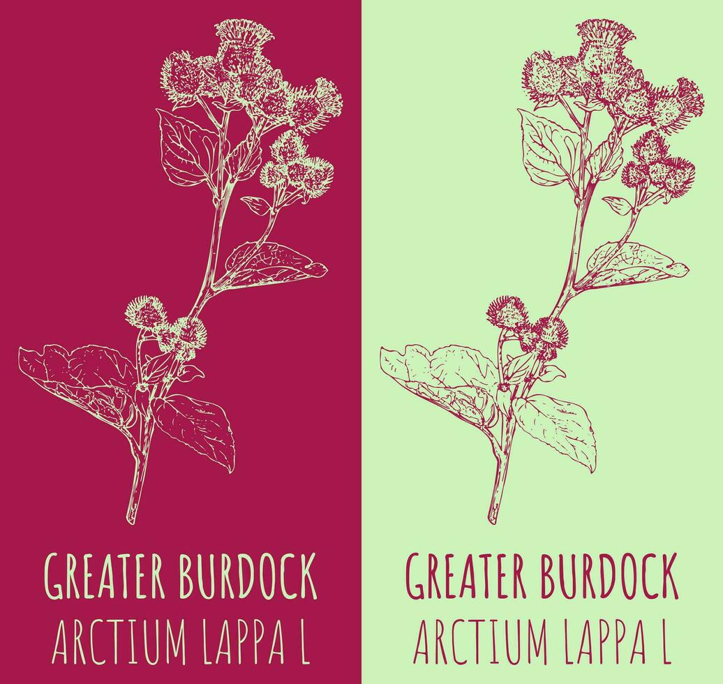 Vector drawing GREATER BURDOCK. Hand drawn illustration. The Latin name is ARCTIUM LAPPA  L.