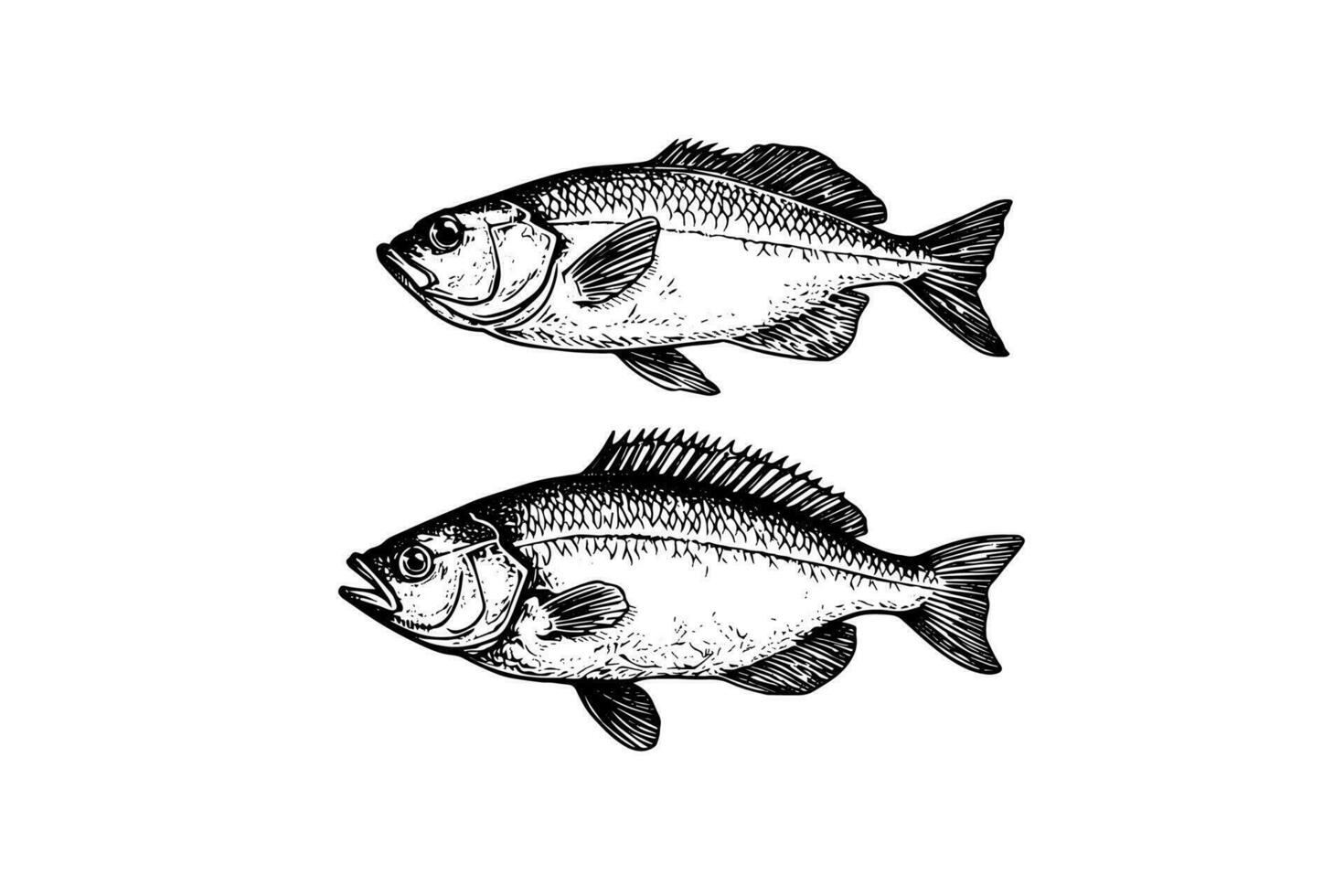 Crucian carp and perch hand drawn engraving fish isolated on white background. Vector sketch illustration.