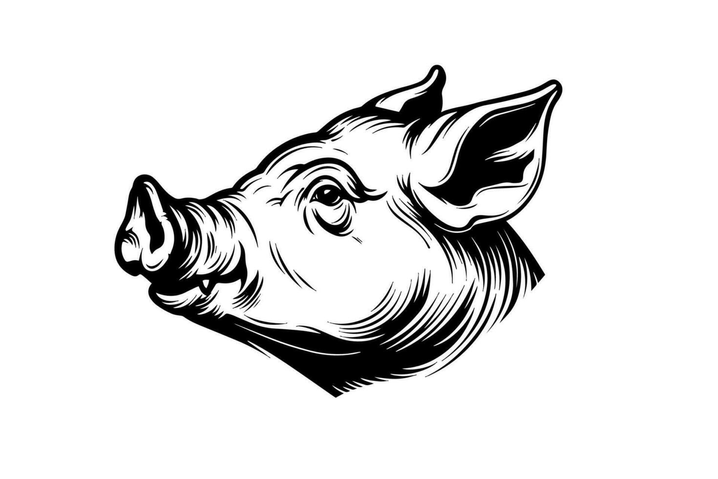 Cute pig or pork head engraving style vector illustration.