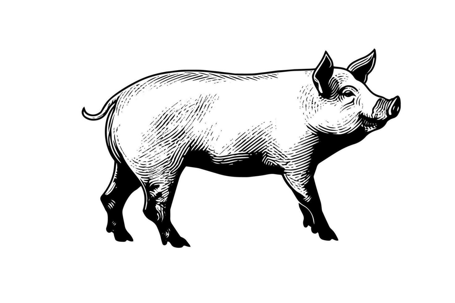 vector ilustración de cerdo en grabado estilo, mano dibujo bosquejo.