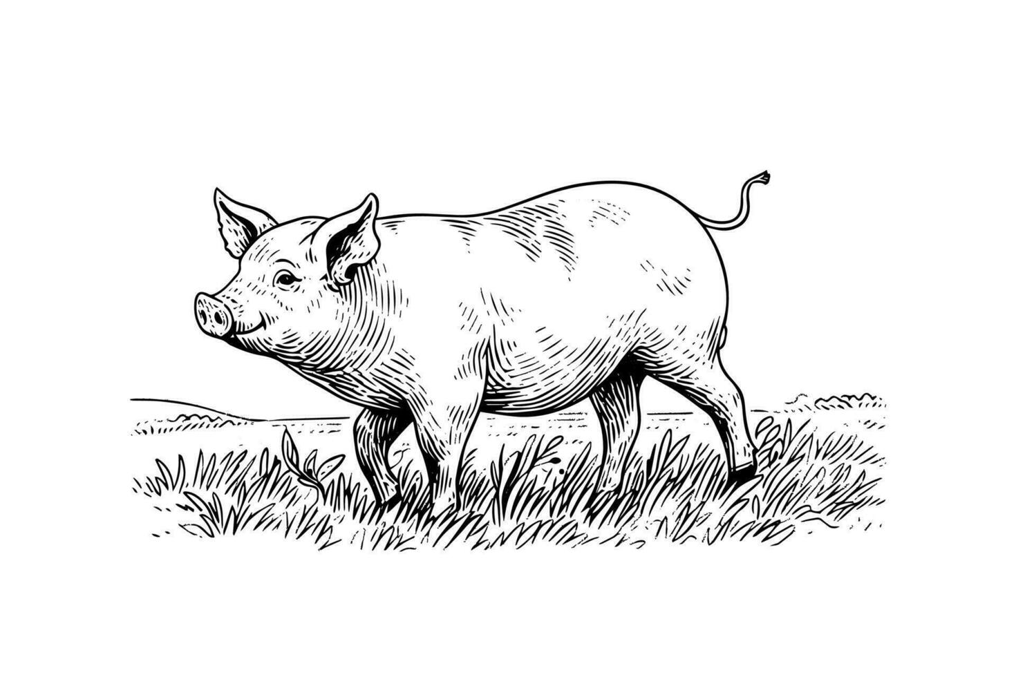 Hand drawn engraved vector picture of village landscape with pigs eat grass in the pasture.