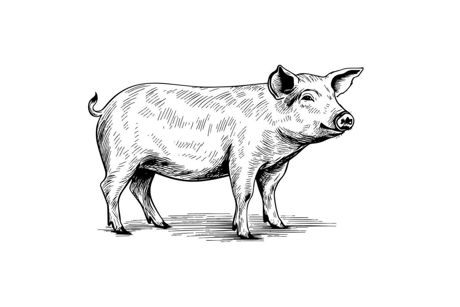 Vector illustration of pig in engraving style, hand drawing sketch.