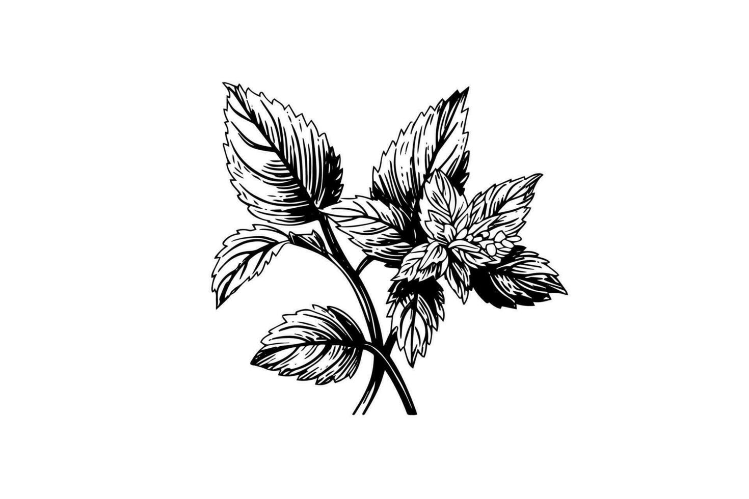 Peppermint sketch. Mint leaves branches and flowers engraving style vector illustration
