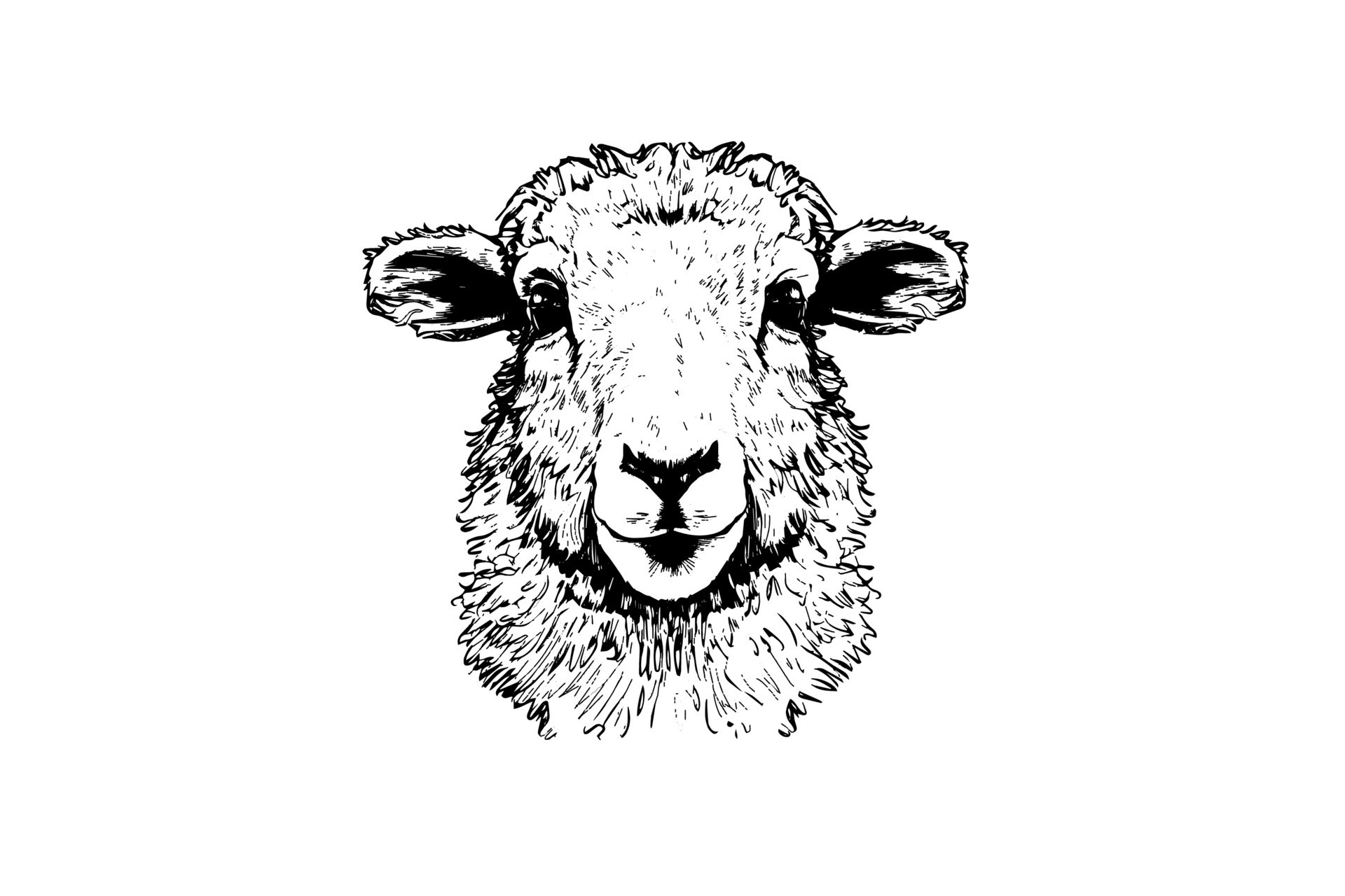 Cute sheep or lamb head engraving style vector illustration. Realistic