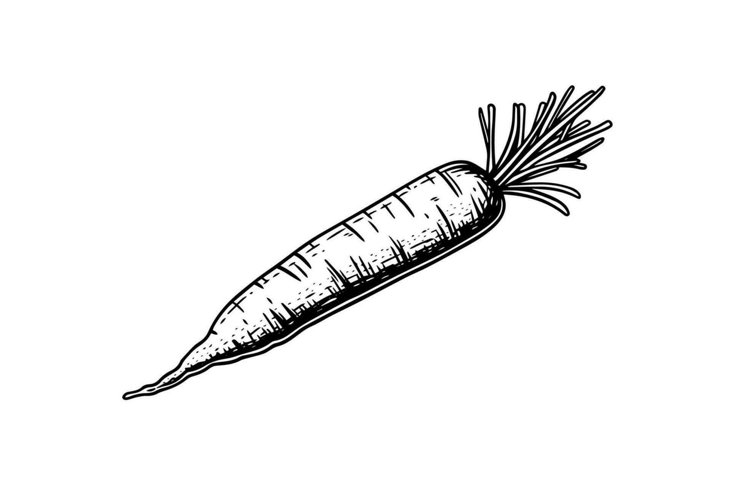 Carrot with tops. Engraving sketch hand drawn vector illustration.