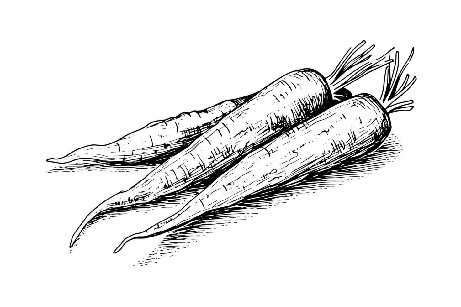 Carrot with tops. Engraving sketch hand drawn vector illustration.