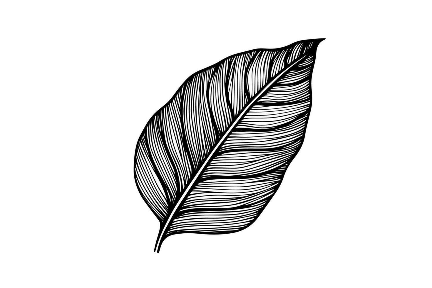 Exotic tropical leaf hand drawn vector. Botanical leaves engraved ink art. vector