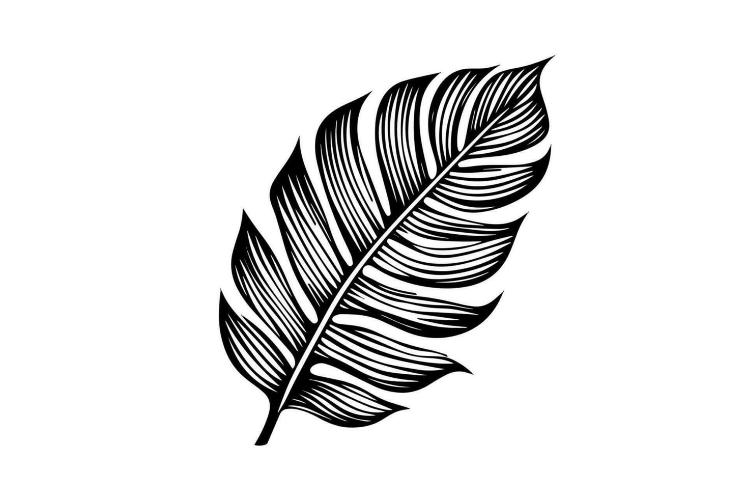 Exotic tropical leaf hand drawn vector. Botanical leaves engraved ink art. vector