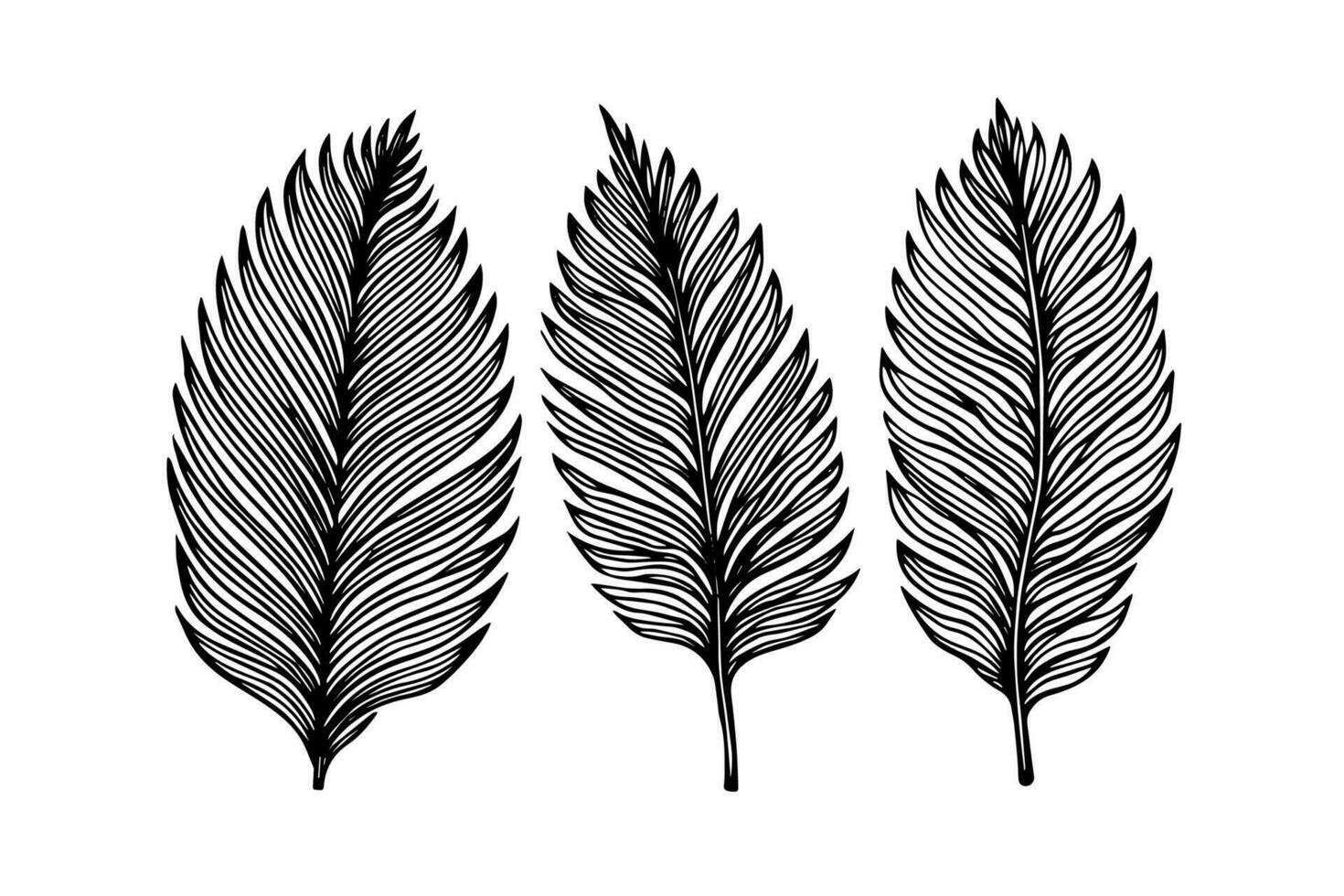 Exotic tropical leaf hand drawn vector. Botanical leaves engraved ink art. vector