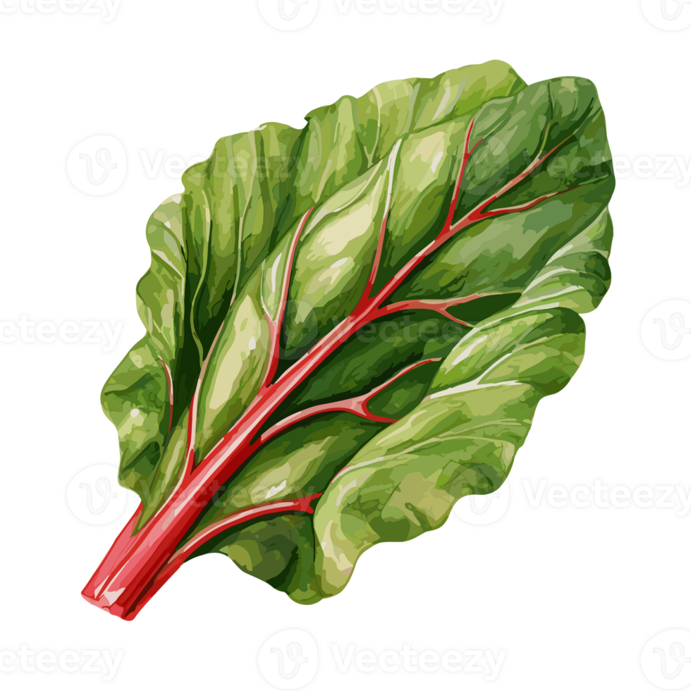 Swiss Chard watercolor illustration, Vegetable isolated on transparent background, AI Generative png