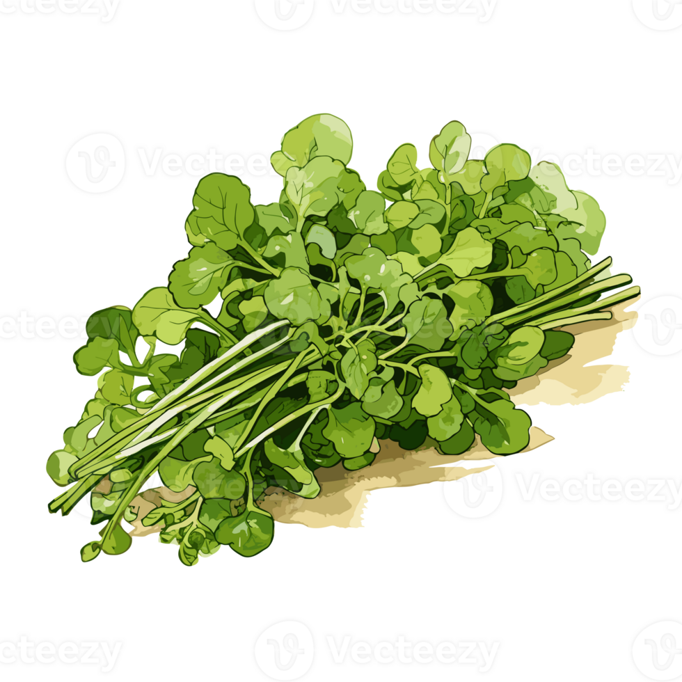 Watercress watercolor illustration, Vegetable isolated on transparent background, AI Generative png