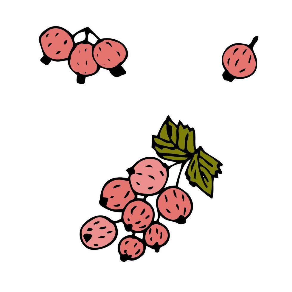 hand drawn currant berry sketch cute. Vector illustration on white background.