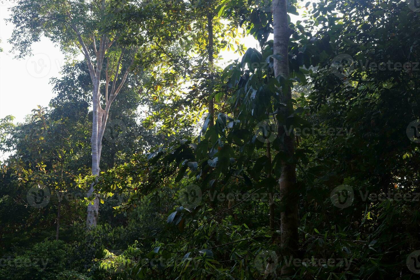 photo of trees, plants