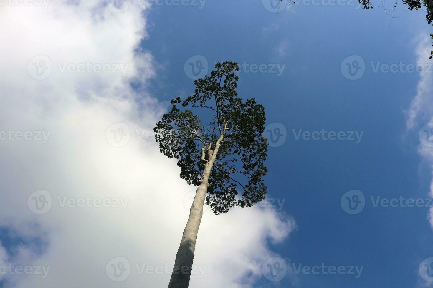 landscape photo of trees