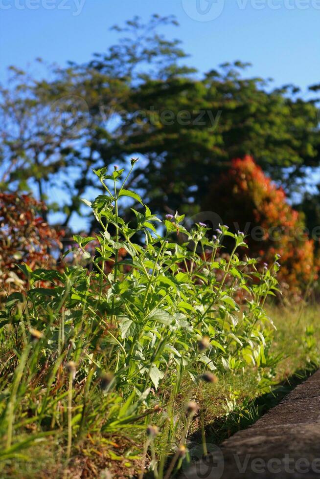 de cerca foto de plantas