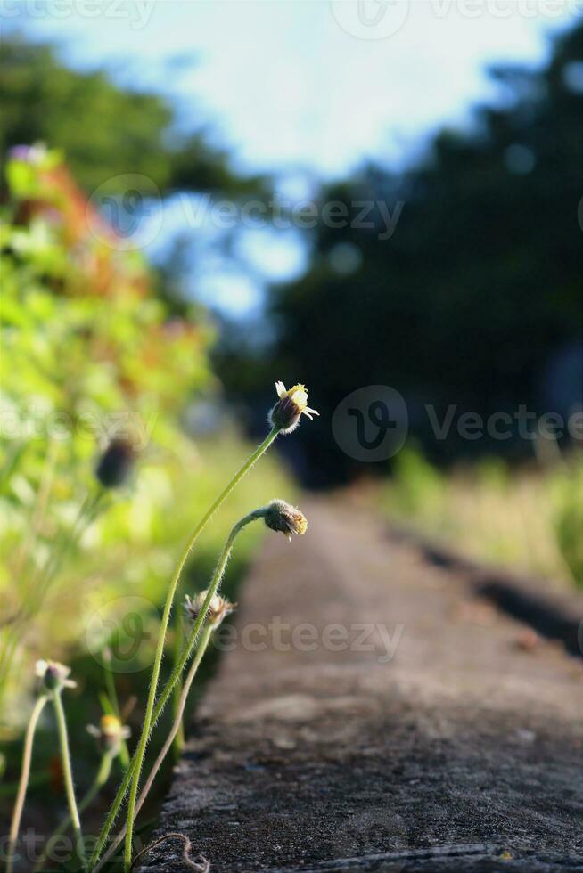 de cerca foto de plantas