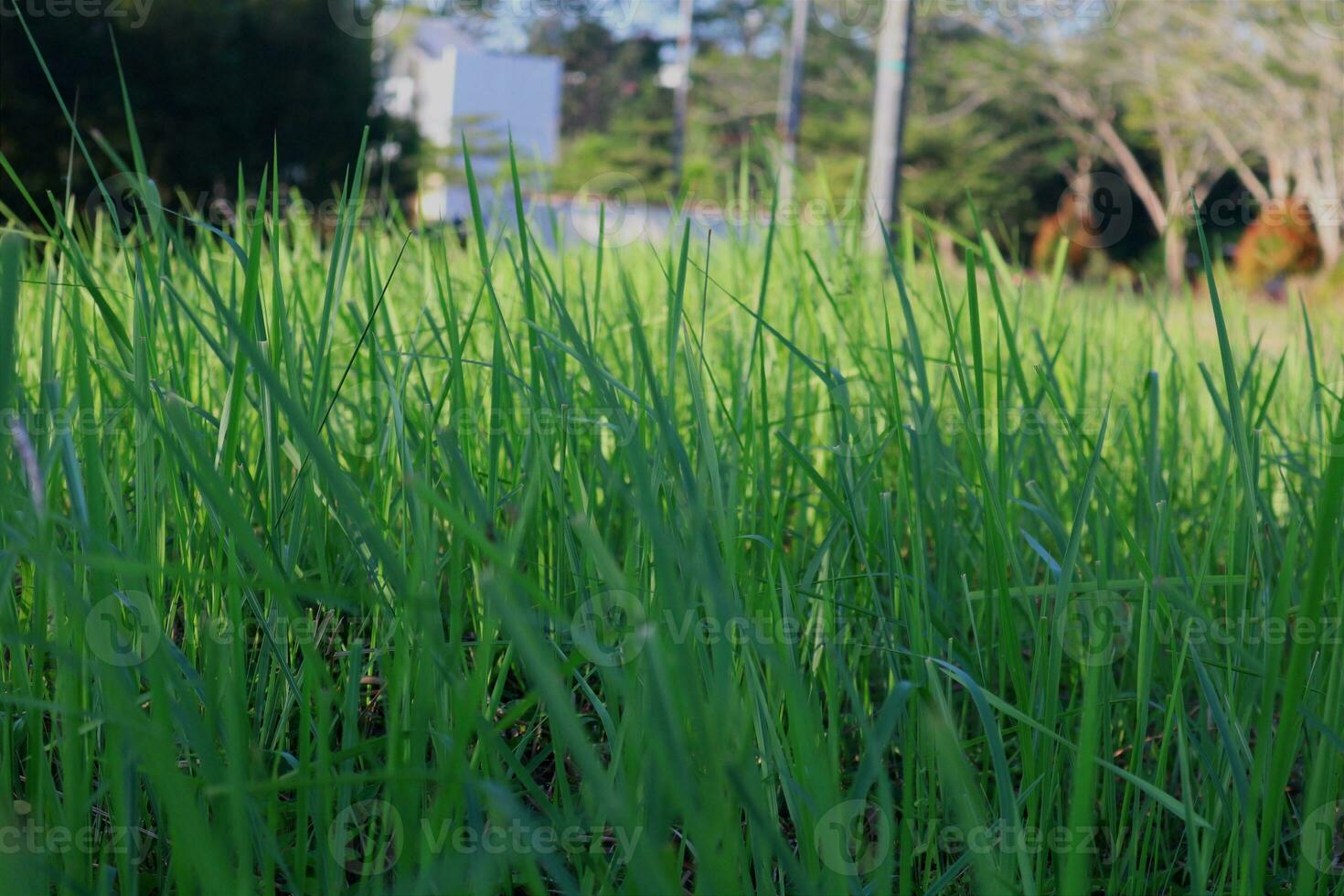 de cerca foto de hojas, verde naturaleza