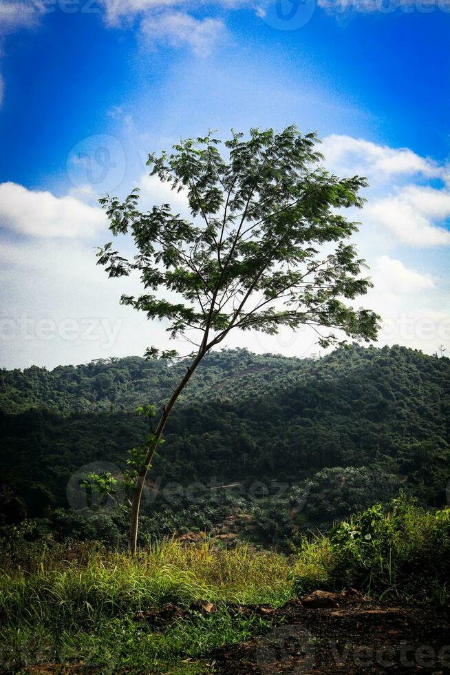 paisaje imágenes, verde naturaleza, arboles foto