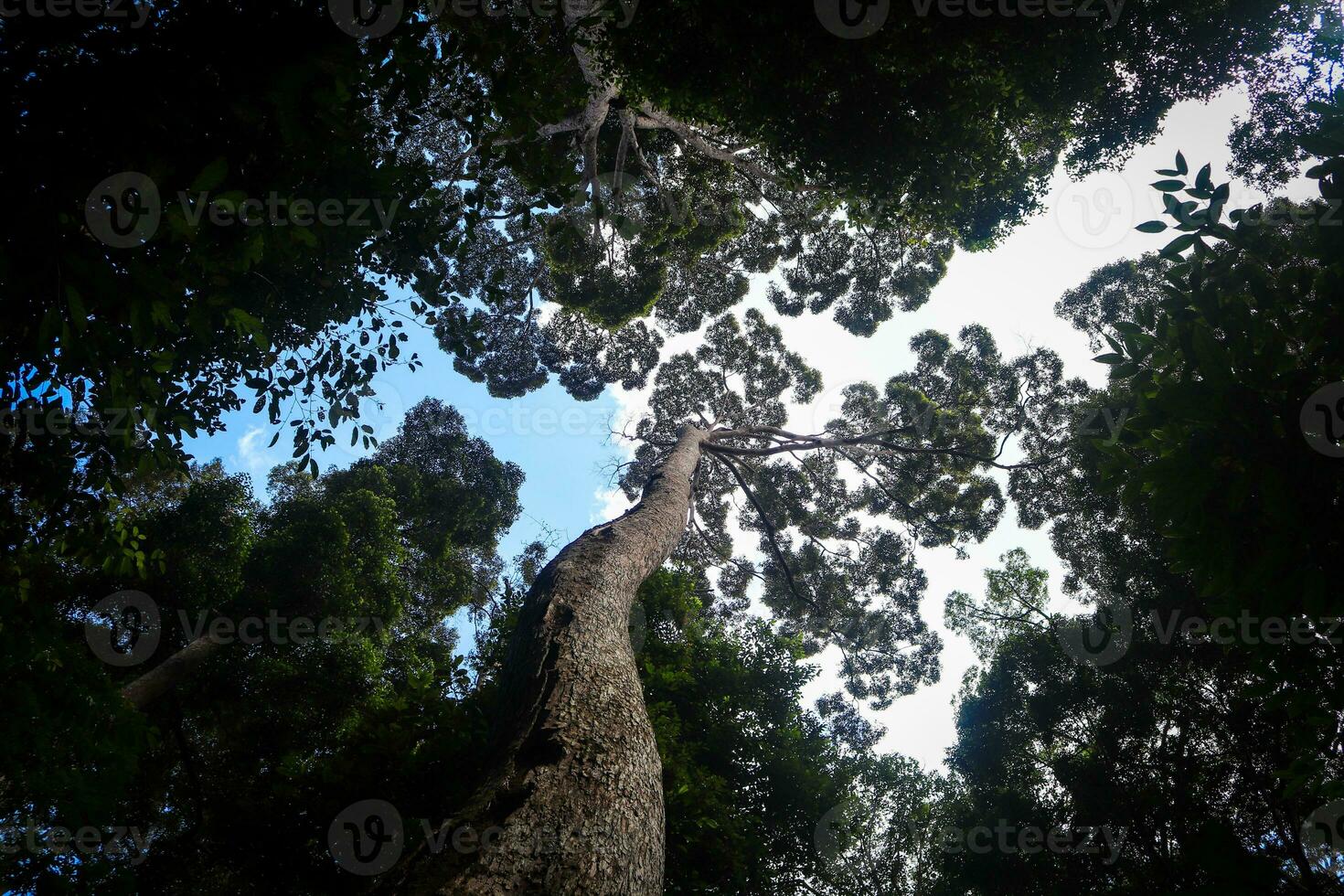 landscape images, green nature, trees photo