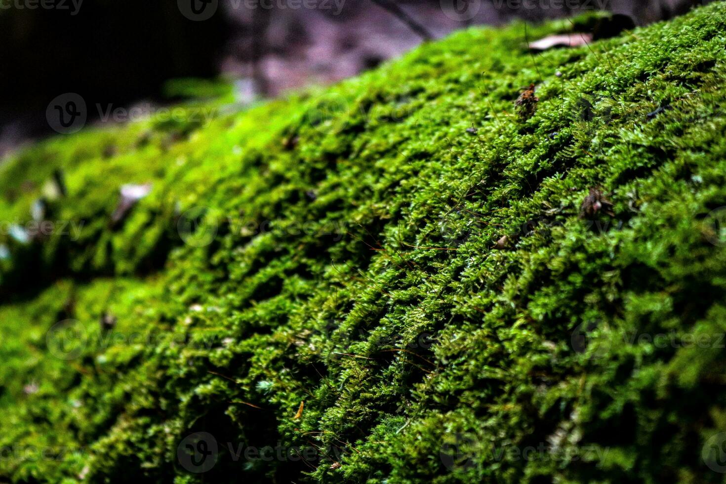 closeup, photo of green moss